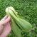 理想三伏青菜种子高产抗热大头束腰青梗菜种籽农家四季蔬菜