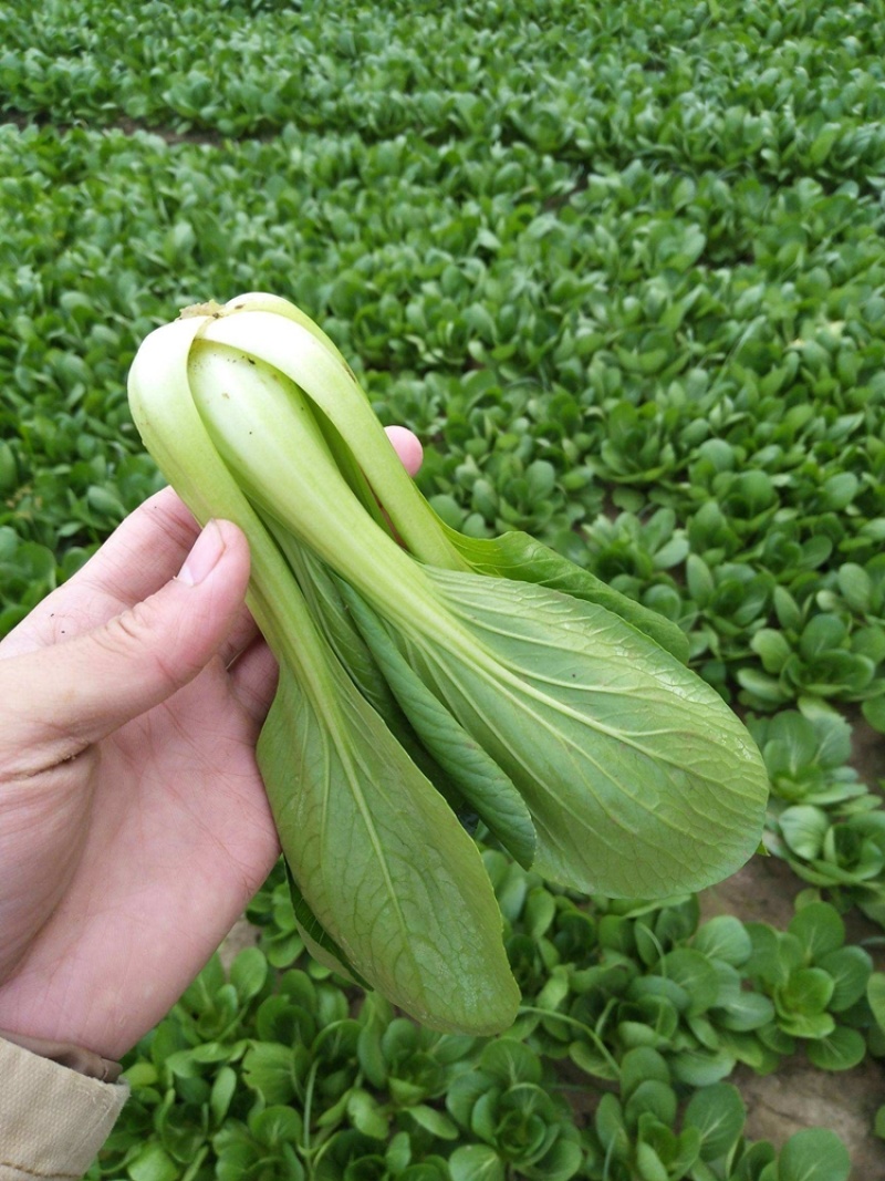 理想三伏青菜种子高产抗热大头束腰青梗菜种籽农家四季蔬菜
