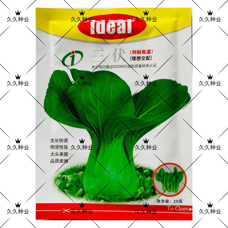 理想三伏青菜种子高产抗热大头束腰青梗菜种籽农家四季蔬菜