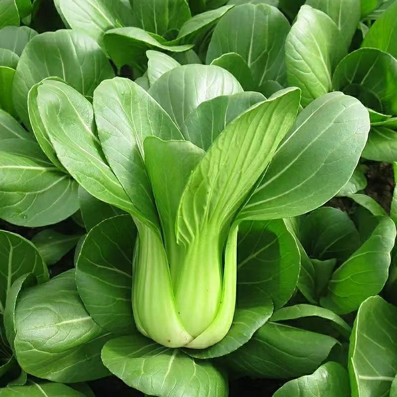 理想三伏青菜种子高产抗热大头束腰青梗菜种籽农家四季蔬菜
