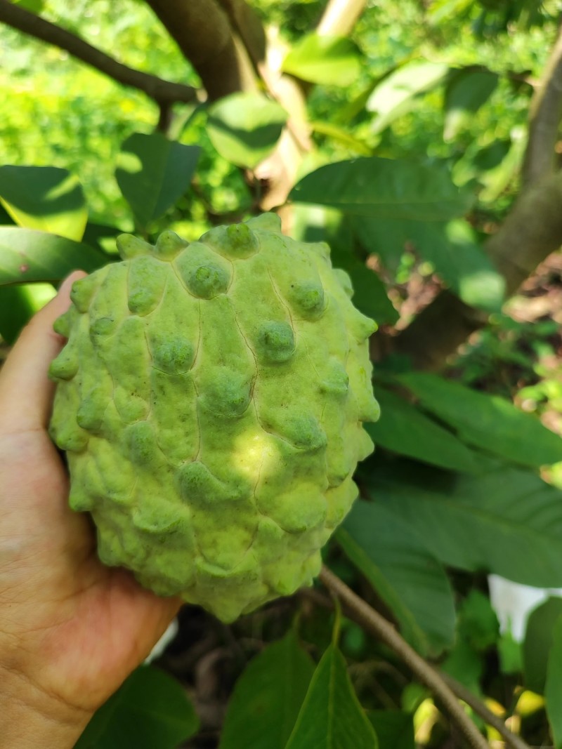 饶平台湾释迦果，甜度高，当天采摘当天发货
