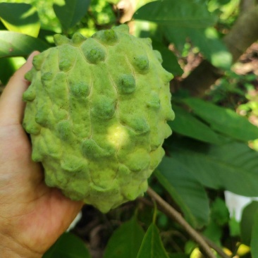 饶平台湾释迦果，甜度高，当天采摘当天发货