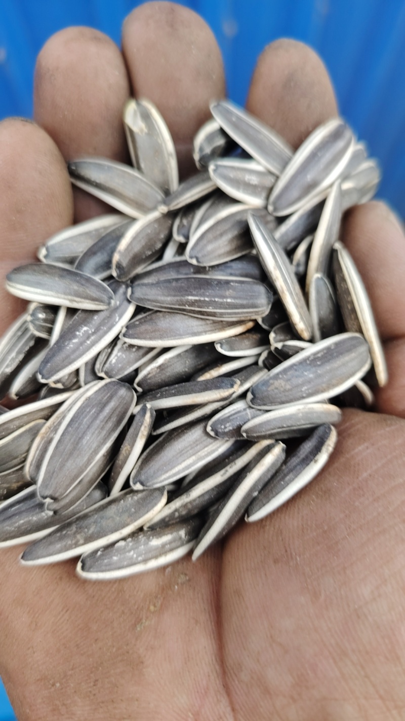 甘肃瓜州食葵孜然茴香