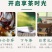 潮州特级鸭屎香茶头凤凰单丛高山茶耐冲泡高香型500g