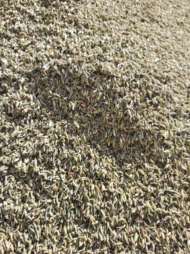 甘肃瓜州食葵孜然茴香