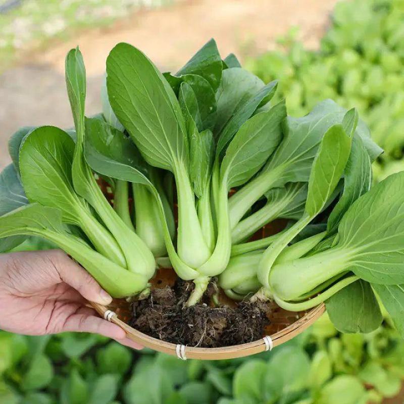 绿领三月慢青梗菜种子高产耐寒叶绿光滑小白菜青菜种籽