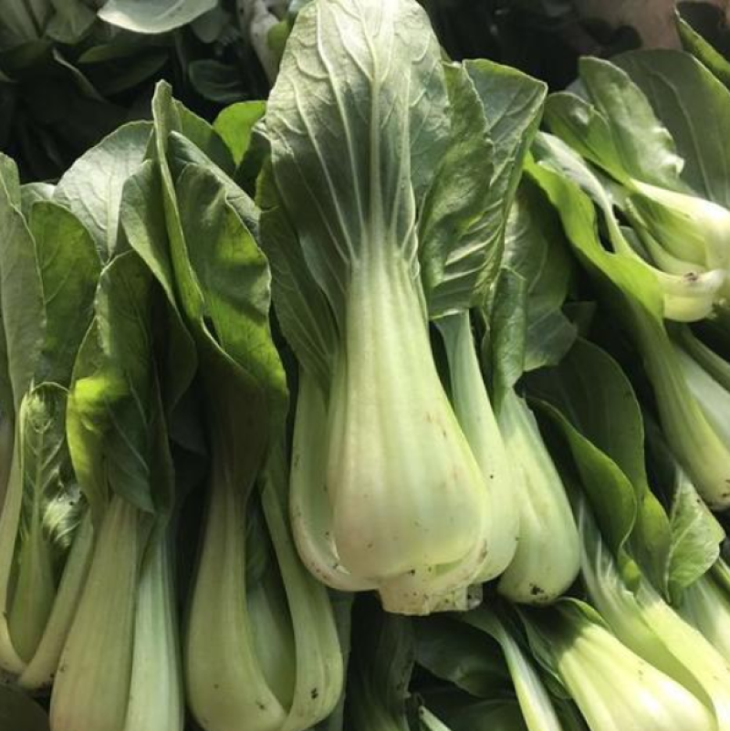 绿领三月慢青梗菜种子高产耐寒叶绿光滑小白菜青菜种籽