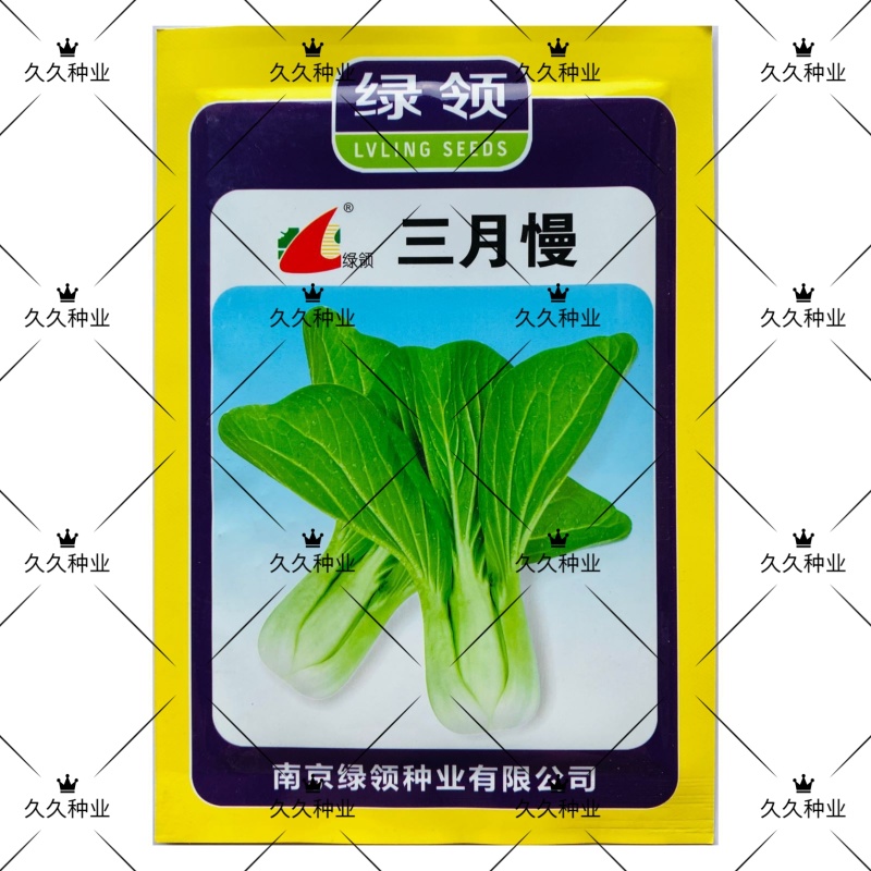 绿领三月慢青梗菜种子高产耐寒叶绿光滑小白菜青菜种籽