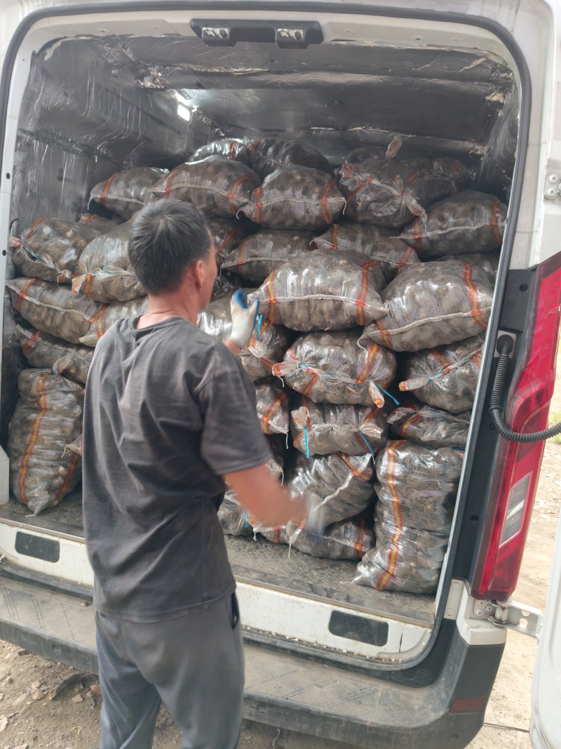 （红芽芋艿）万亩产地基地地直供一手货源机器分级诚信第一