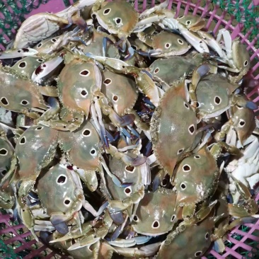 冰鲜红膏三点蟹