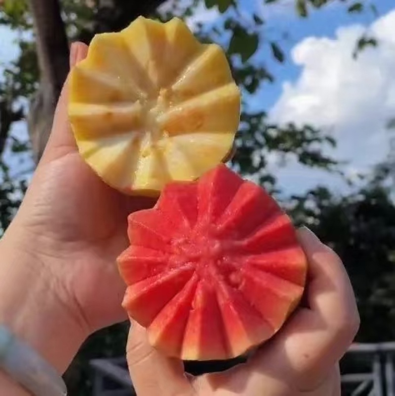 【软糯甜香】奶油芭乐新鲜上市个大味甜量大从优欢迎选购