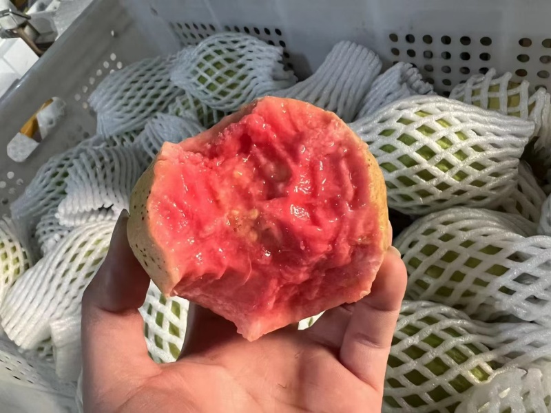 【软糯甜香】奶油芭乐新鲜上市个大味甜量大从优欢迎选购