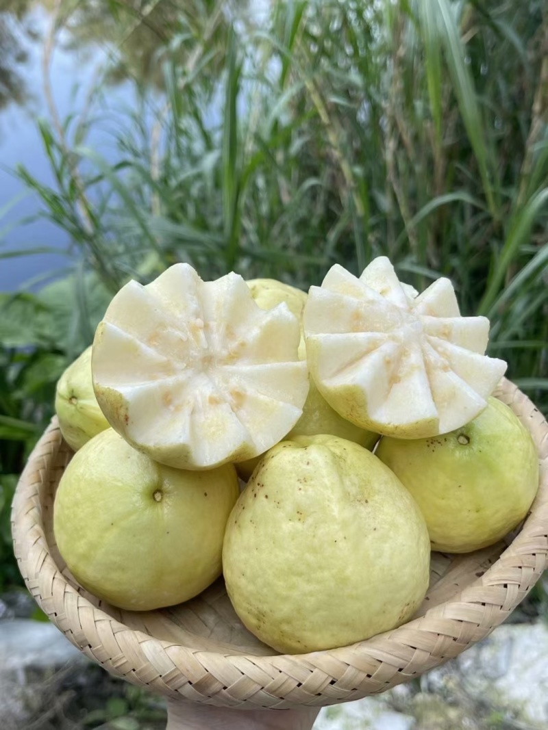 【软糯甜香】奶油芭乐新鲜上市个大味甜量大从优欢迎选购