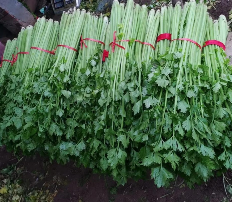 大禹实芹一号芹菜种子西芹种籽中早熟速生春秋大田用种