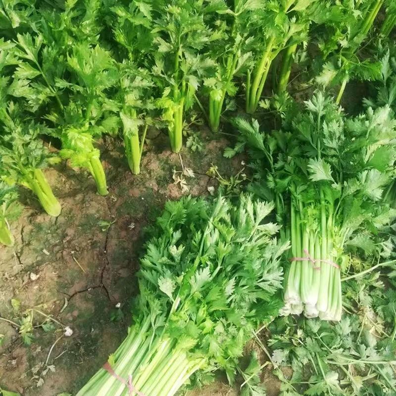 大禹实芹一号芹菜种子西芹种籽中早熟速生春秋大田用种
