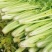 大禹实芹一号芹菜种子西芹种籽中早熟速生春秋大田用种