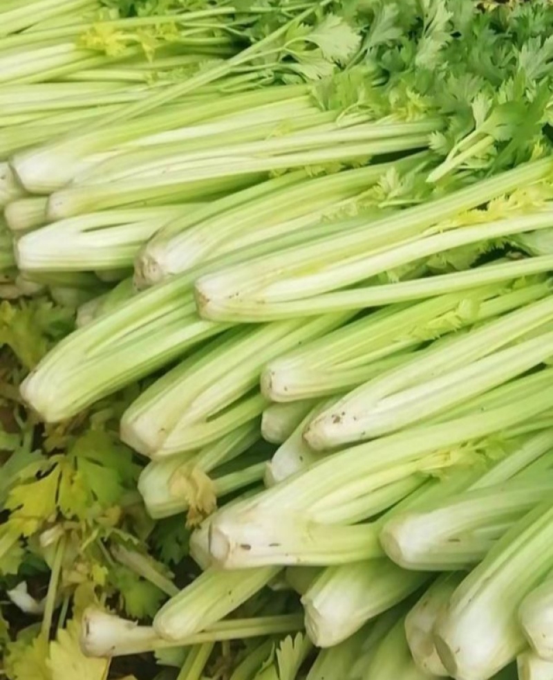大禹实芹一号芹菜种子西芹种籽中早熟速生春秋大田用种