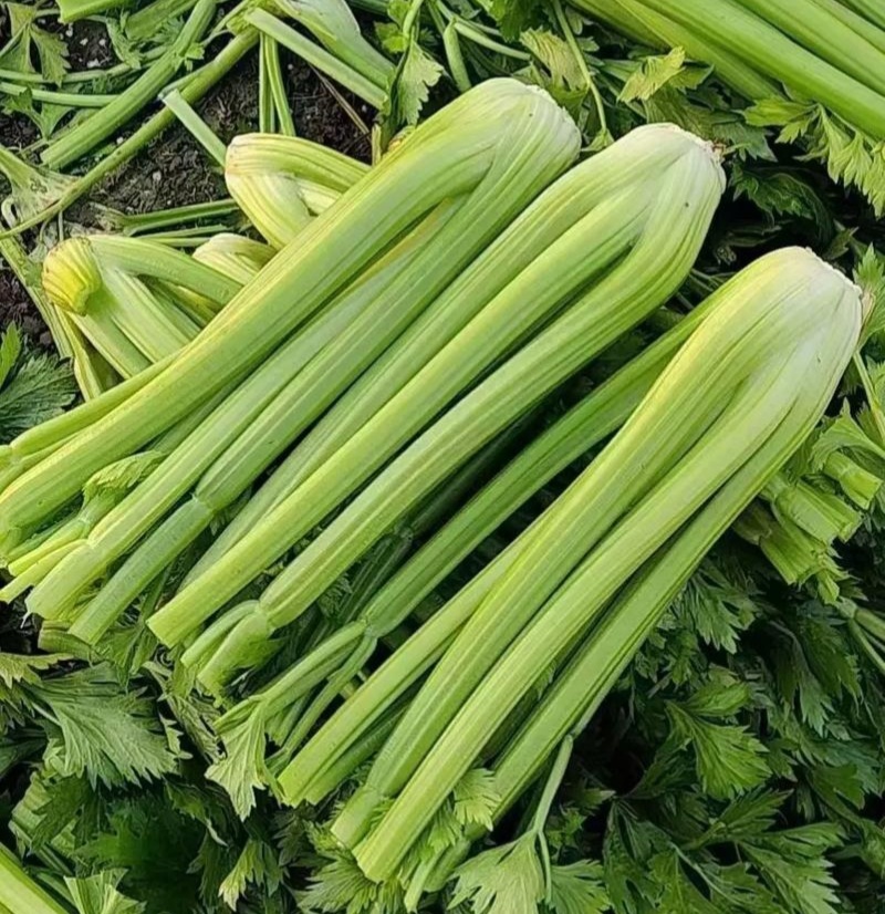 大禹实芹一号芹菜种子西芹种籽中早熟速生春秋大田用种