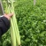 大禹实芹一号芹菜种子西芹种籽中早熟速生春秋大田用种