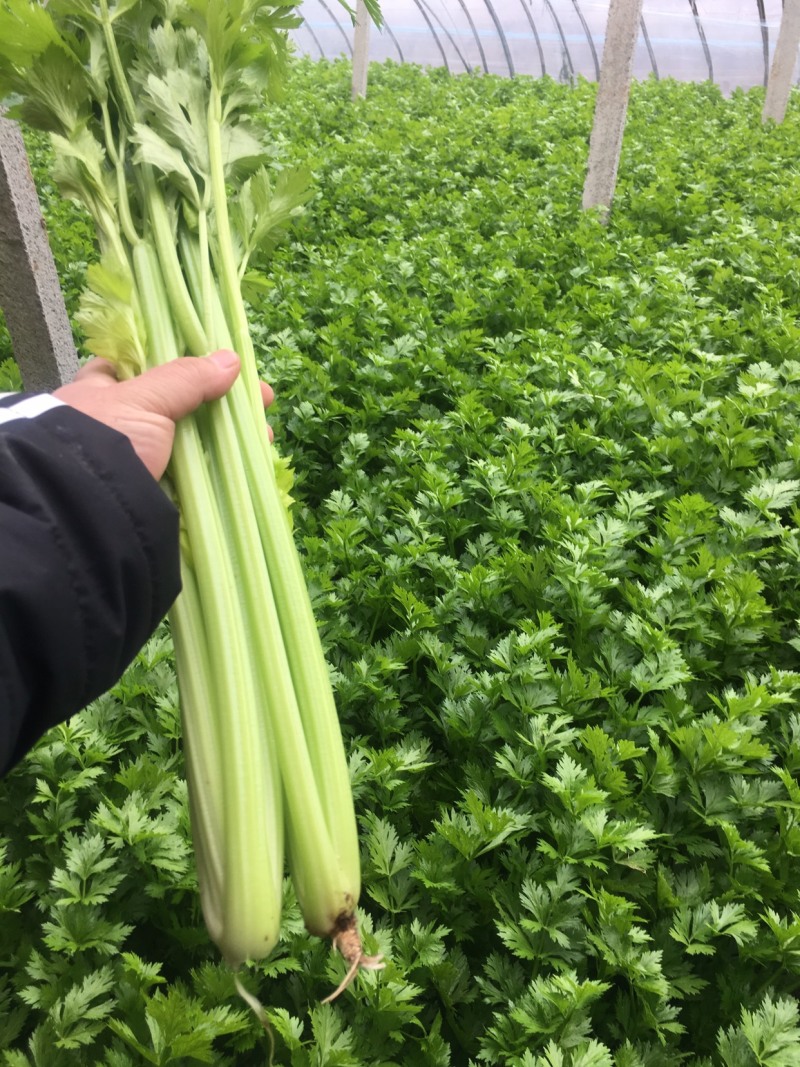 大禹实芹一号芹菜种子西芹种籽中早熟速生春秋大田用种