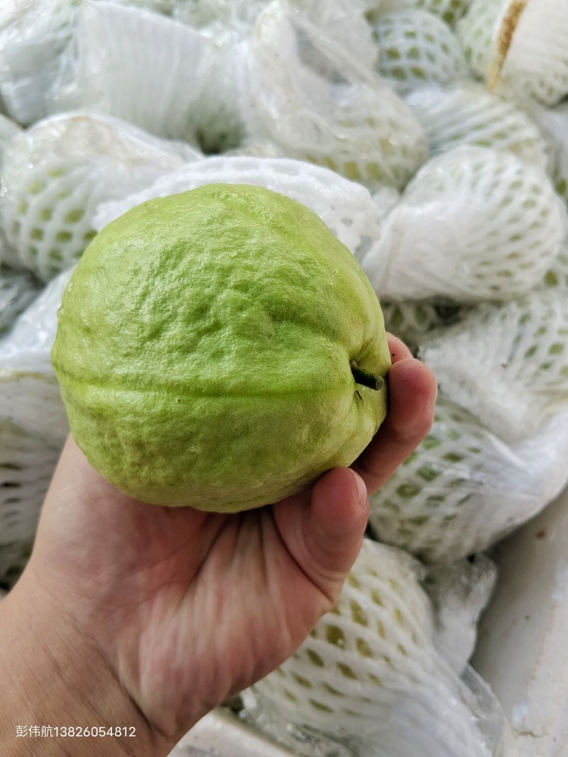 《精选》广东芭乐/珍珠番石榴基地大量现货供应全国发货