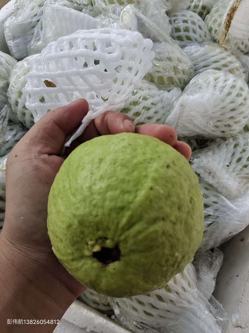 《精选》广东芭乐/珍珠番石榴基地大量现货供应全国发货