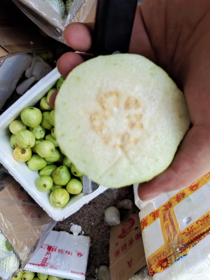《精选》广东芭乐/珍珠番石榴基地大量现货供应全国发货