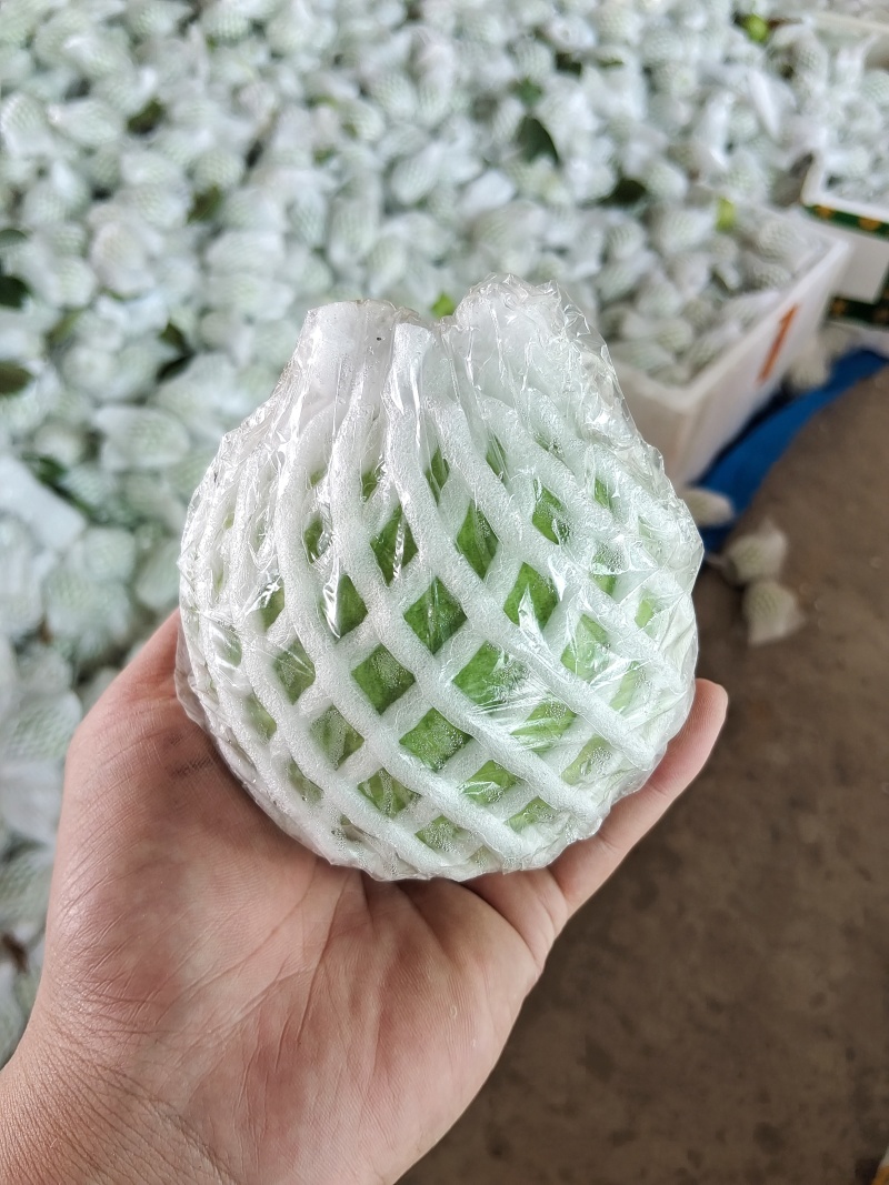 《精选》广东芭乐/珍珠番石榴基地大量现货供应全国发货