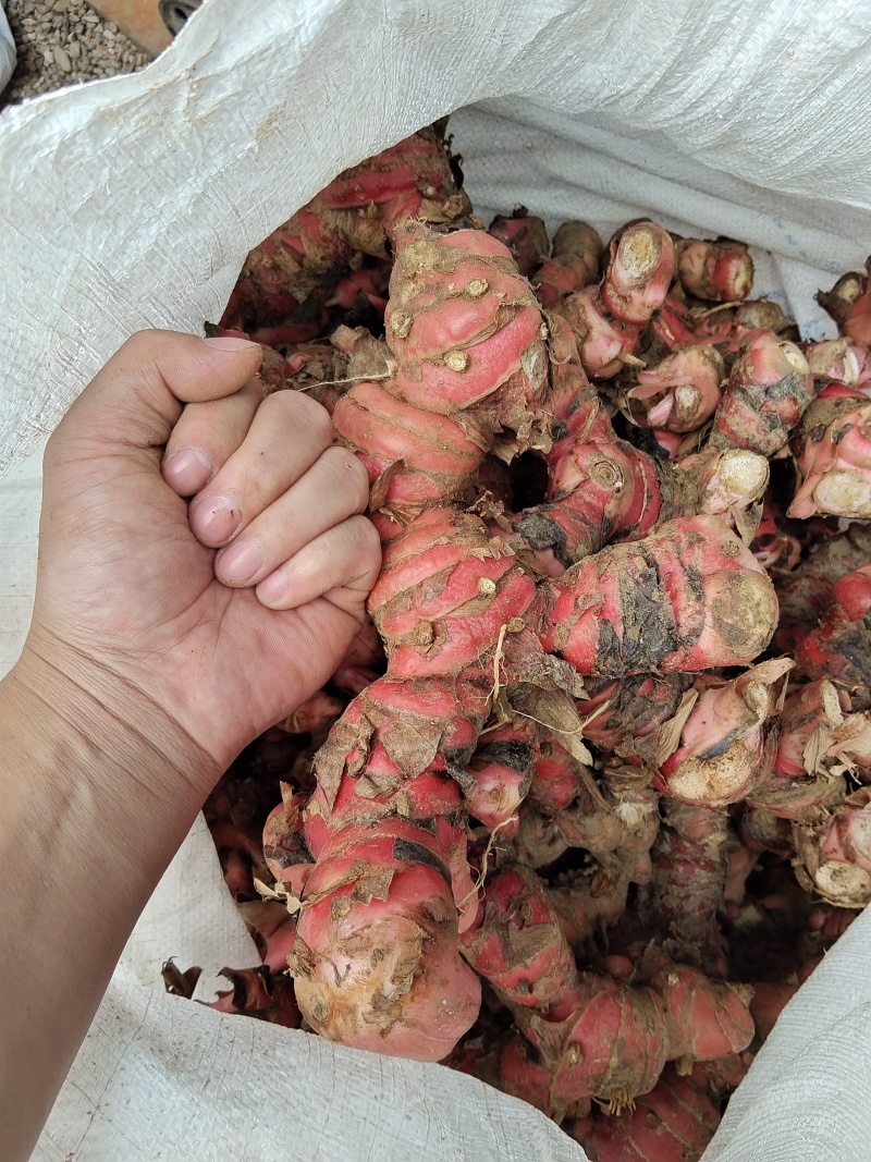 广东南姜产地直发，量大价格优惠，支持各种包装，欢迎来电