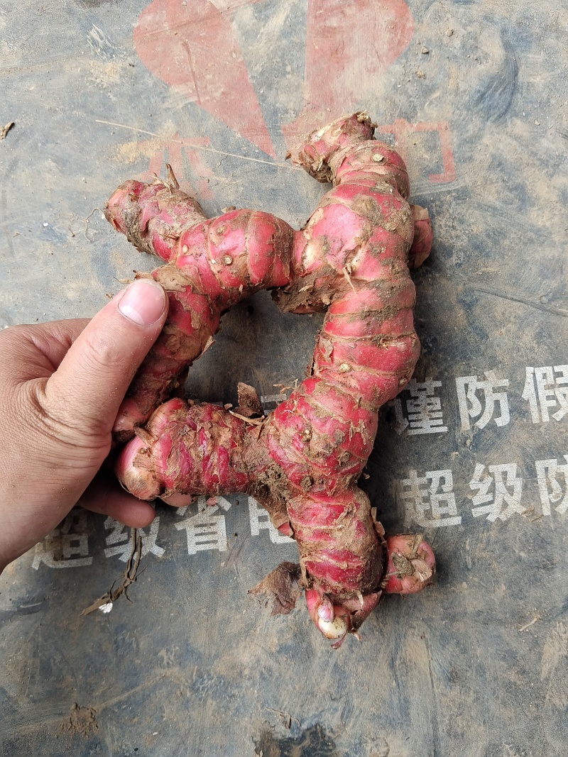 广东南姜产地直发，量大价格优惠，支持各种包装，欢迎来电
