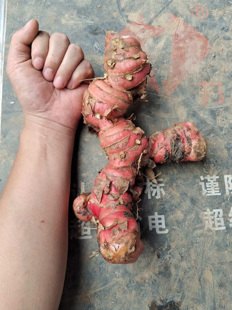 广东南姜产地直发，量大价格优惠，支持各种包装，欢迎来电