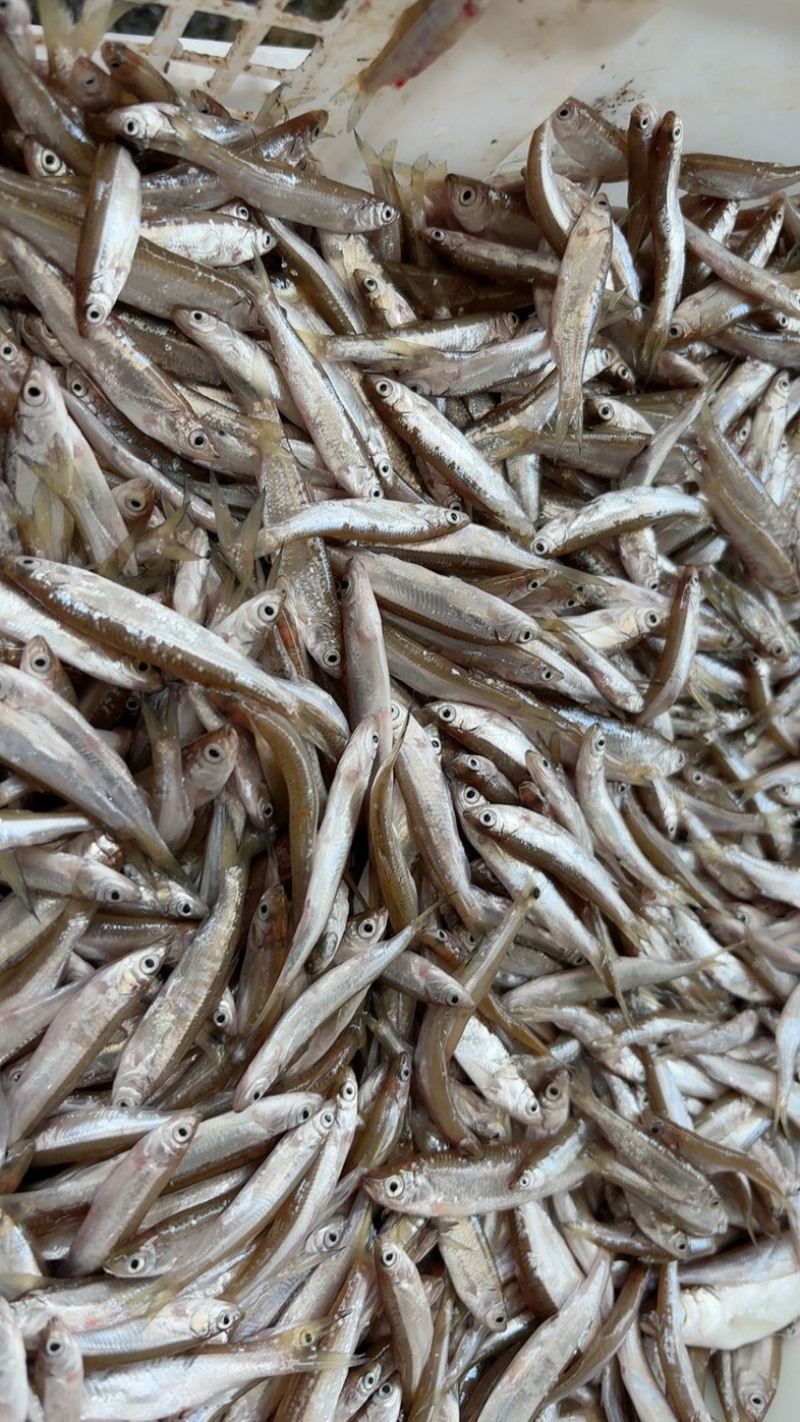小白条