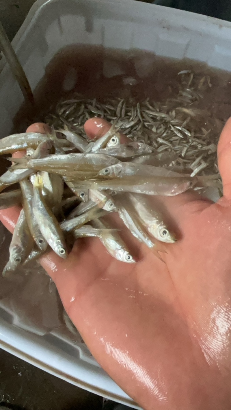 小白条