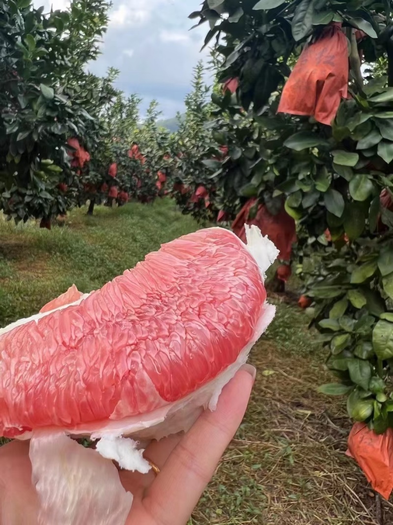 红柚，三红柚