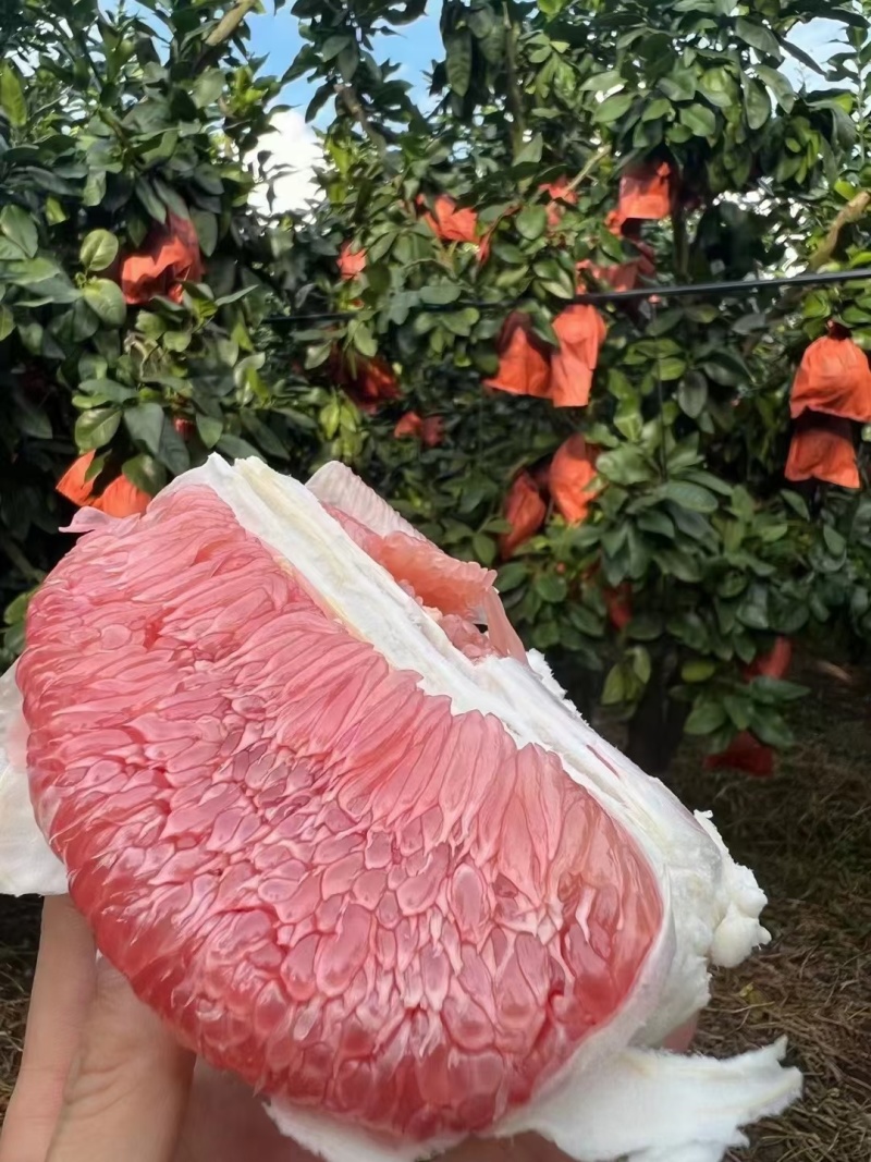 红柚，三红柚