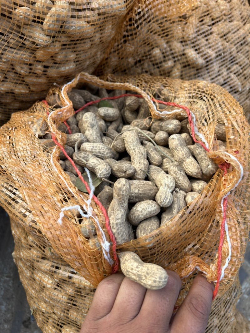 精品手捡花生！产地直销！保证质量全国发货