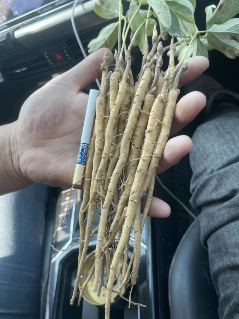 精品牡丹苗包成活率提供技术指导可送货上门全国发货