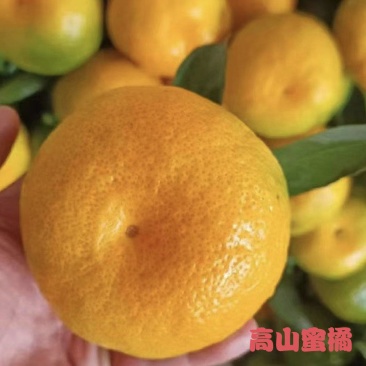 《优选》湖北蜜桔高山蜜桔，早熟蜜桔电商市场商超社团