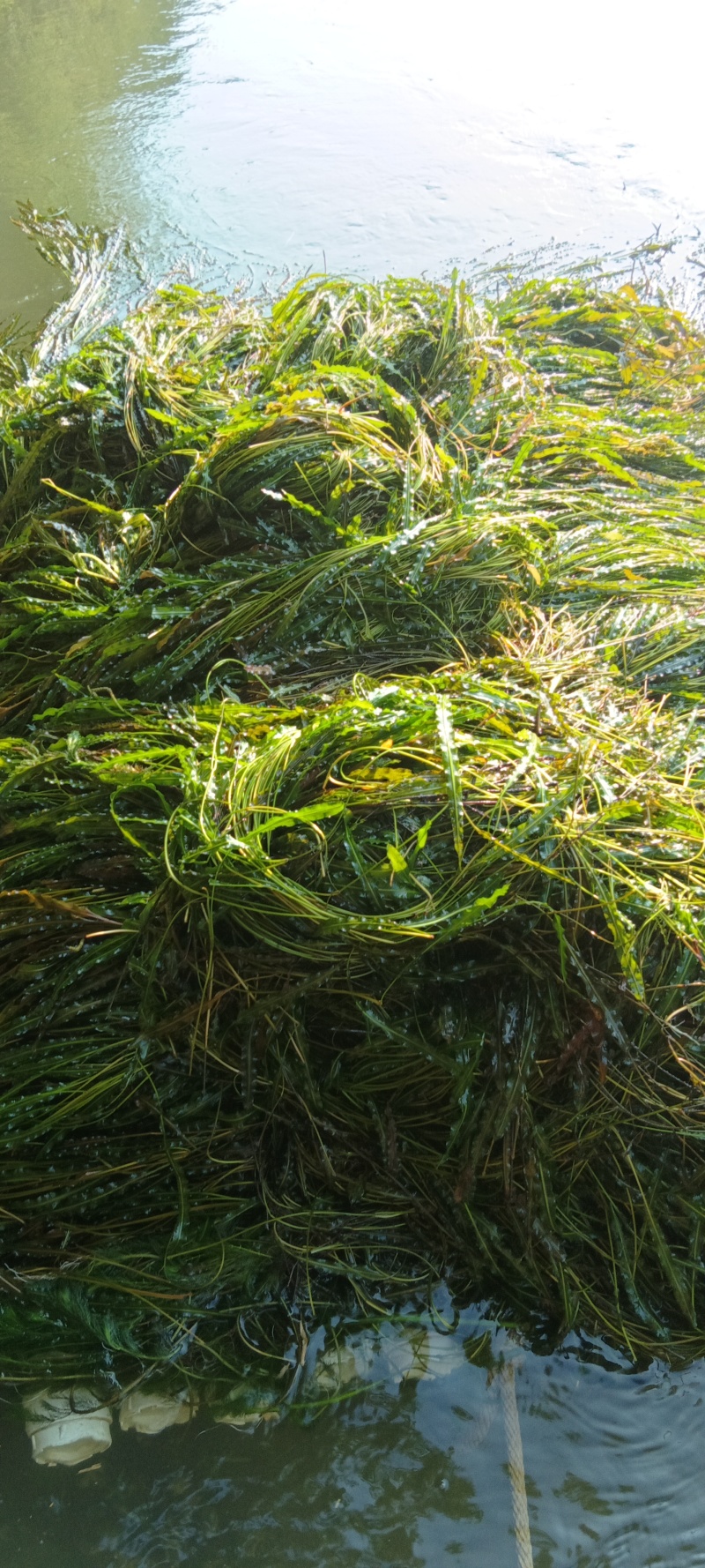 马来眼子菜