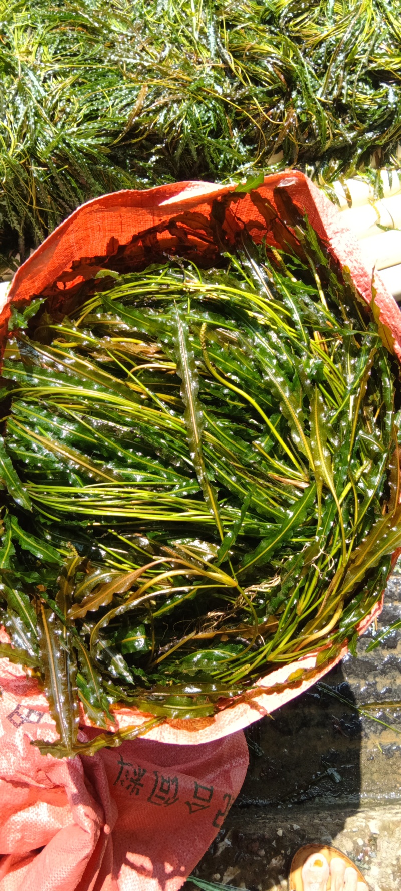 马来眼子菜