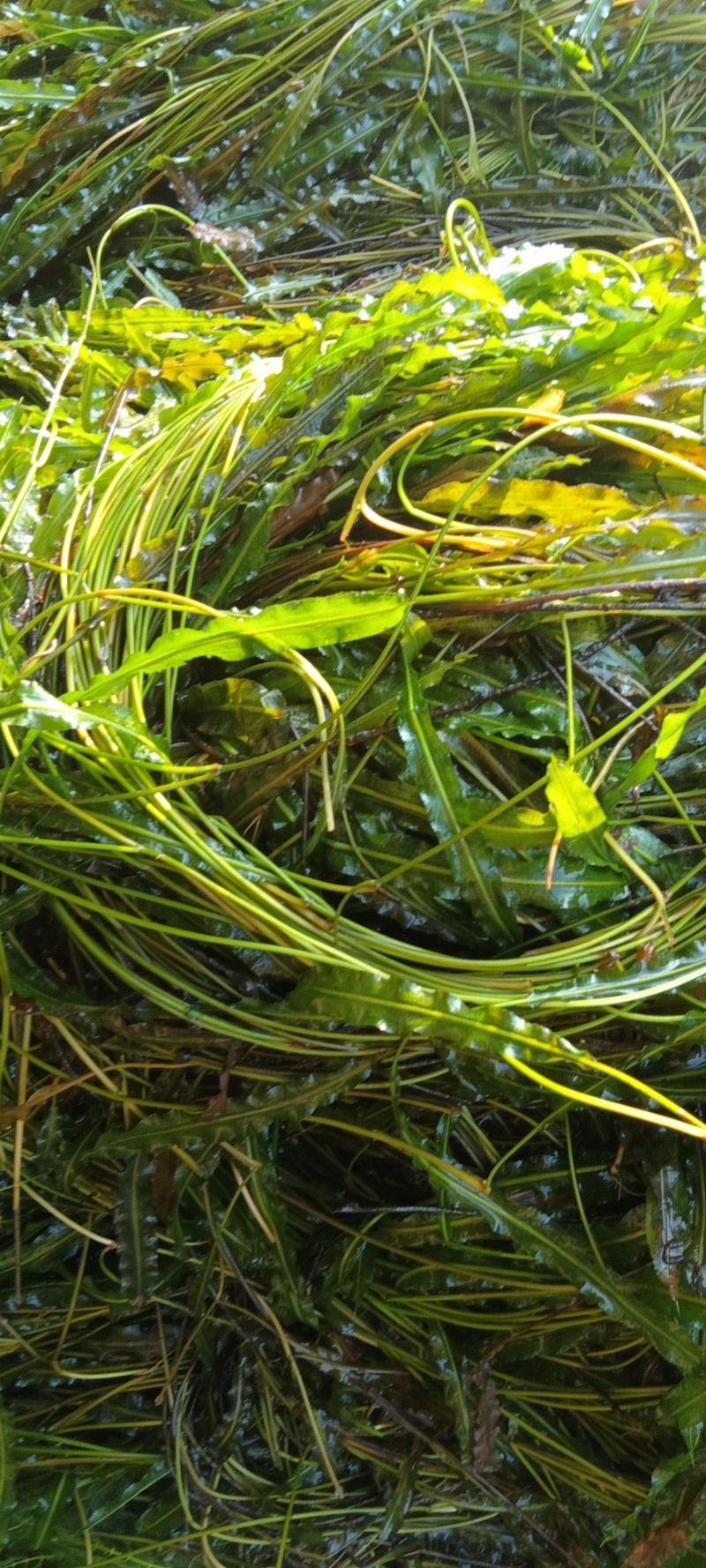马来眼子菜