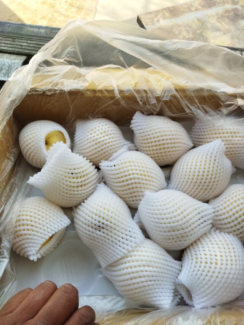 河北精品48皇冠梨脆甜大过手收购货