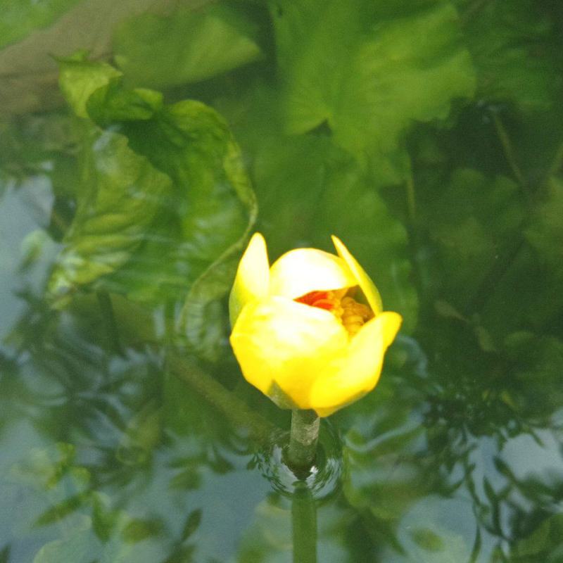萍缝草、水芙蓉