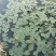 萍缝草、水芙蓉