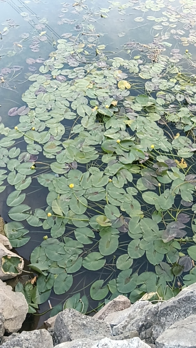 萍缝草、水芙蓉