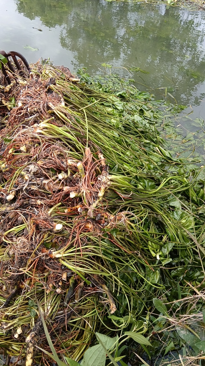 萍缝草、水芙蓉