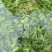萍缝草、水芙蓉