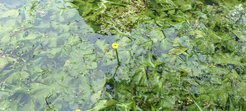 萍缝草、水芙蓉