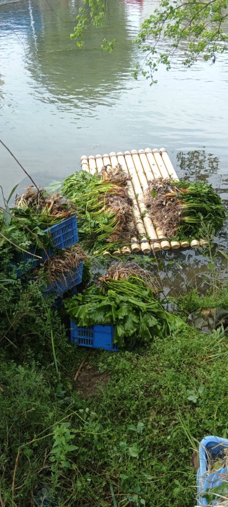 萍缝草、水芙蓉