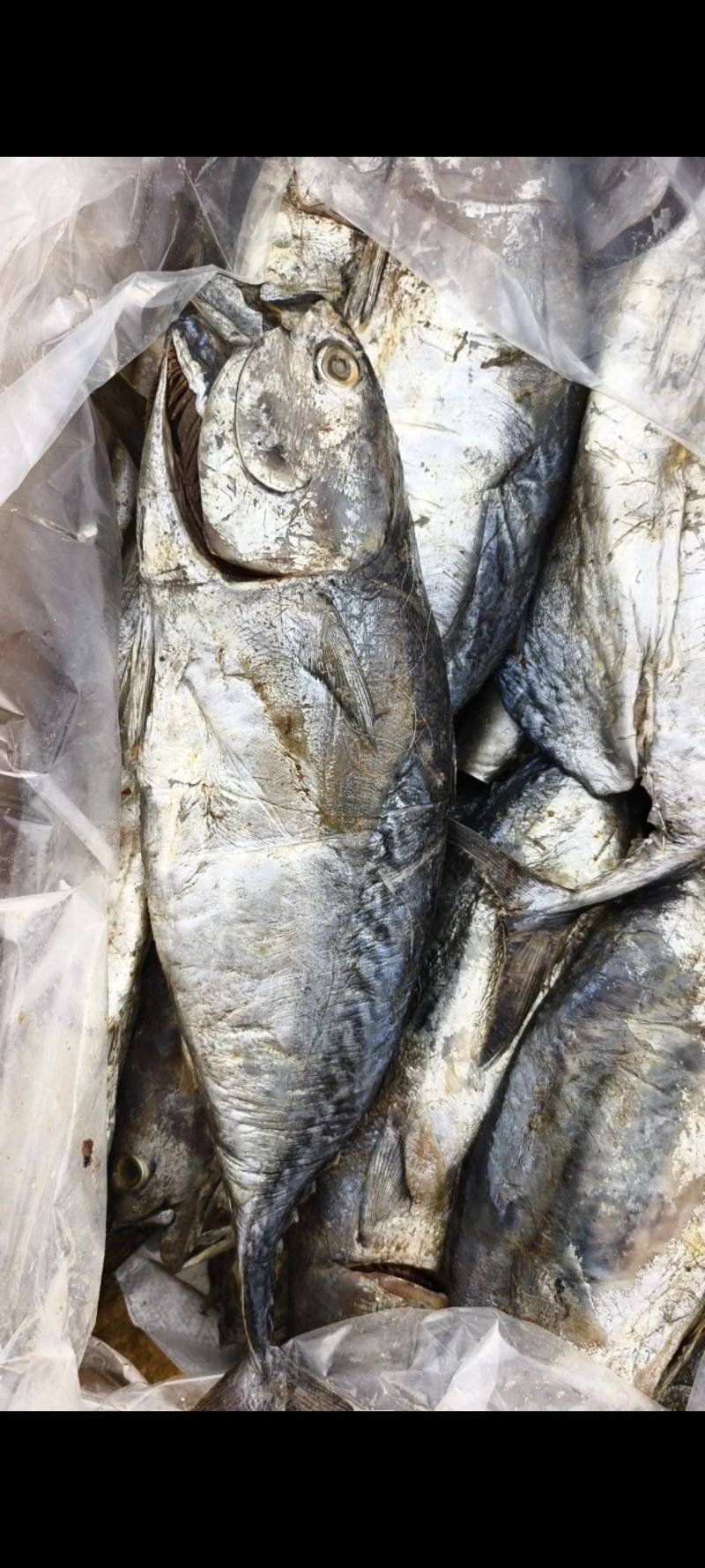 老咸鱼，腌制时间比较久！好几个规格，满满的都是肉，